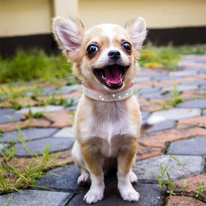 Collier-en-cuir-pour-chien-diamants