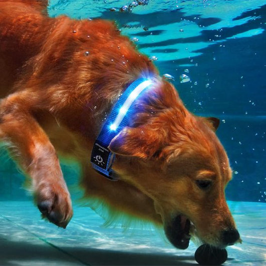 Collier-GPS-chien-Locatrack