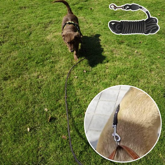 Longe pour Chien | PawFreedom