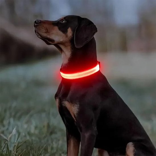 Collier-lumineux-pour-chien