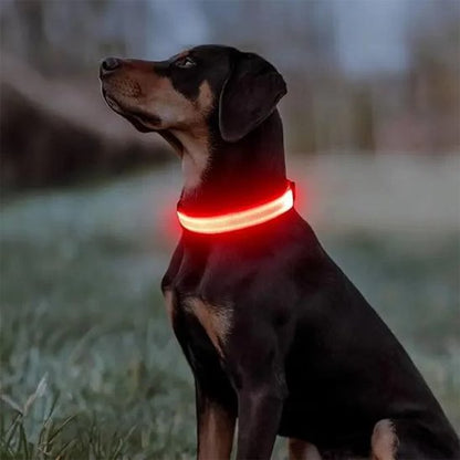 Collier-lumineux-pour-chien