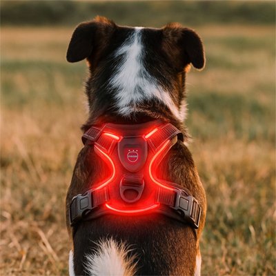 Harnais-chien-Confort-sécurisé-led
