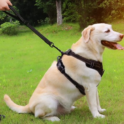 Laisse pour chien robuste | PawControl