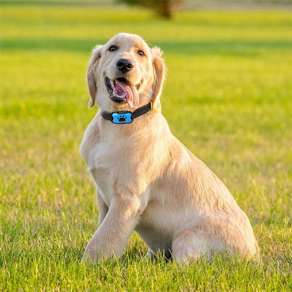 Collier-dressage-pour-chien