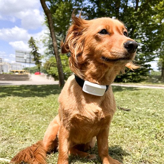 Collier-GPS-chien-TrackSafe