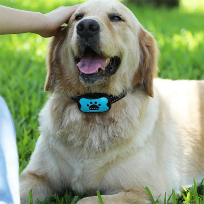 Collier-dressage-pour-chien
