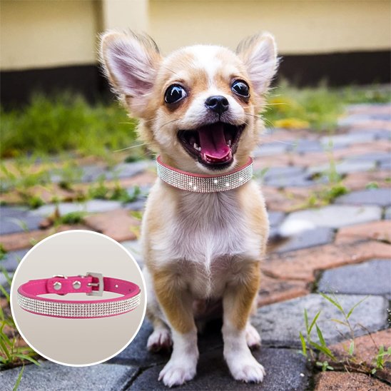 Collier-en-cuir-pour-chien-diamants