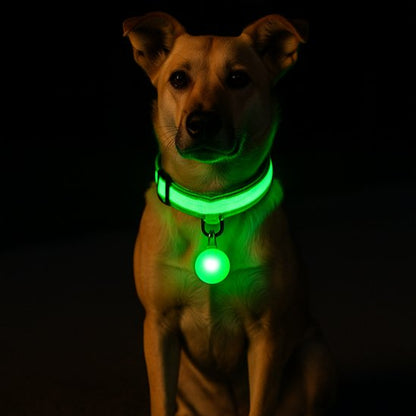 Collier-lumineux-pour-chien