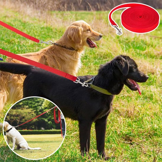 Longe-pour-chien-image