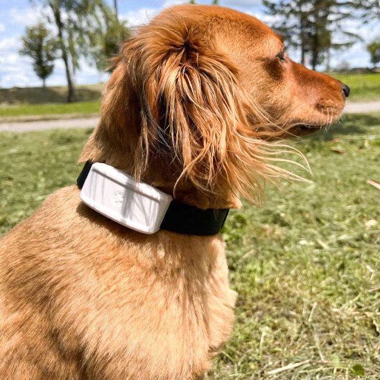 Collier-GPS-chien-TrackSafe