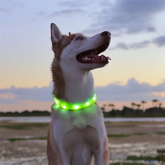 Collier-lumineux-chien-Sécuri500