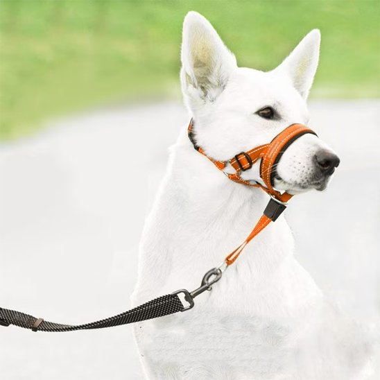 Muselière-chien-confort-lanière