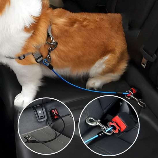 Laisse pour chien | Résistante pour voiture