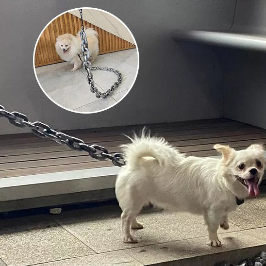 Laisse-pour-chien-DogSecure