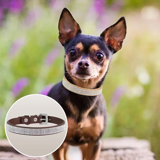 Collier-en-cuir-pour-chien-diamants