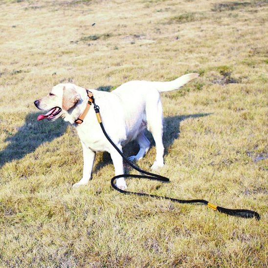 Laisse-tressée-ergonomique-Labrador-blanc