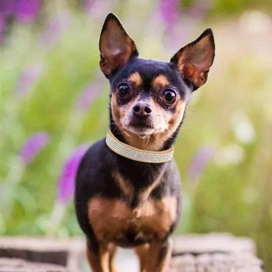Collier-en-cuir-pour-chien-diamants