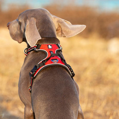 SafetyHarness™ - Harnais pour animal de compagnie - Chienspassionnes